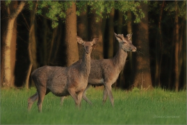 <p>JELEN LESNÍ (Cervus elaphus) Šluknovsko  ---- /Red deer - Rothirsch/</p>